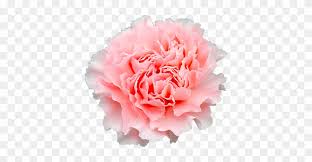 Doncel Carnation Free Transparent Png Clipart Images Download Best free png hd pink carnation png images background, flowers png file easily with one click free hd png images, png design and transparent background with high quality this f. free transparent png clipart images