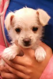 ﻿ ﻿ hug a pug az rescue & adoption group is a not for profit animal rescue organization committed to the rescue of pugs and pug mix dogs in southern arizona that have somehow become homeless. Golden Retriever Puppies For Adoption In Tucson Az The Y Guide