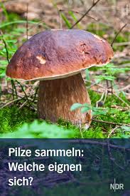 Sie wachsen nicht auf steinen, wie der name vielleicht suggerieren mag. Essbare Pilze Sammeln Und Erkennen Essbare Pilze Pilze Maronen Pilze