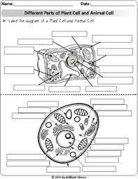 Maybe you would like to learn more about one of these? Animal Cell Worksheet Teachers Pay Teachers