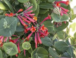 Atlee burpee seed company in the 1950's. Digging In 5 Perennial Flowering Vines Add Color To Your Garden Home Garden Nola Com