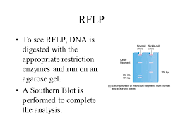 The method practicesthe use of restriction. Length Polymorphism Definition Biology