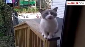 Insanlarla Konusan Kedi Dailymotion Video