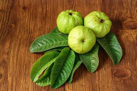 We did not find results for: Daun Jambu Biji Bantu Redakan Diare Ini Penjelasannya