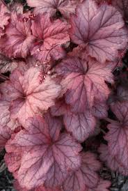 Heuchera X Villosa Georgia Peach It's an understatement to say that this is. heuchera georgia peach