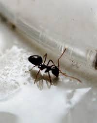 Sure, you can kill a lot of the scouts on contact and experience temporary relief for a while. Sugar Ants New Leaf Pest Control