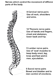 Check spelling or type a new query. What Is Spina Bifida Shine