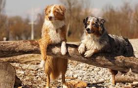 The australian shepherd club of america (asca) was established as the parent club for the breed in 1957. Australian Shepherd Rasseportrait Das Musst Du Wissen