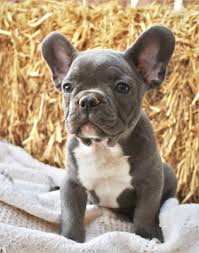 However, free frenchy dogs and puppies are a rarity as. Pin On French Bull Dogs