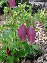 Dzwonek Kropkowany Rubriflora Lac Campanula Punctata Kod 0524 Szkolka Bylin Bergenia Byliny Kwiaty Rosliny Sadzonki Doga