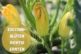 Für imker ist es der lohn für ihre arbeit über das bienenjahr, wenn der erste honig aus der schleuder fließt. Zucchinibluten Richtig Ernten Wann Und Wie Gartenlexikon De