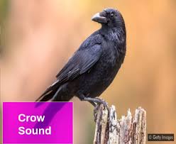 Browse, download and share sounds. Crow Sound Free Mp3 Download Mingo Sounds
