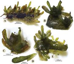 Image result for Tristicha trifaria