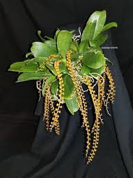 Image result for Chamaeangis