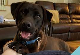 Adopt Hope On Petfinder Chocolate Labrador Retriever Labrador Retriever Mix Labrador