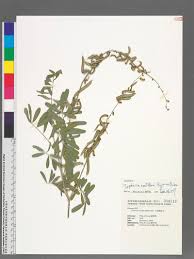 Image result for Tephrosia noctiflora