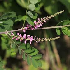 Image result for Indigofera pulchra