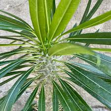Image result for Pachycarpus eximius