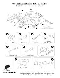 By Stereo Masters Online Owl Pellet Dissection Chart