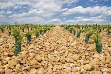 Educational Tasting- What is Grenache? 12 Wines