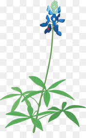 Happy holidays svg cut file $ 2.00 $ 0.00. Bluebonnet Png Free Bluebonnet Png Transparent Images 37787 Pngio