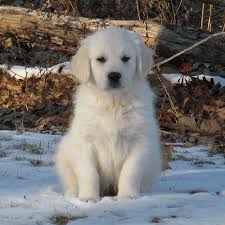 We proudly offer some of the finest golden retriever puppies for sale throughout the u.s. Pin By Lauren Kribell On Animals Golden Retriever Retriever Puppy Retriever
