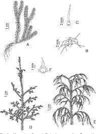 Image result for Lycopodiella cernua