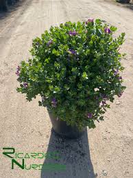 Image result for Polygala filicaulis
