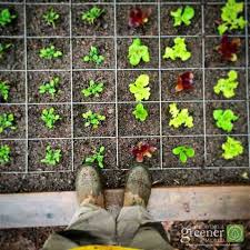 We've recently installed cattle panel tunnels, but seeing erin's success with these much larger better versions of a variation on the high tunnel caterpillar greenhouse, has boosted our confidence. Make The Ultimate Tomato Cage Growingagreenerworld Com