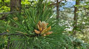 Image result for Pinus nigra