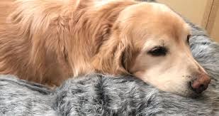 Maybe you would like to learn more about one of these? Golden Retrievers Are Charming Irresistible Big Dogs With Big Hearts