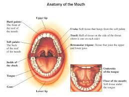 Image result for Erythroplakia roof of mouth