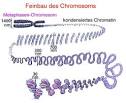 Von der dna zum chromosom