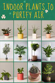 Price and stock could change after publish date, and we may make money from these links. Indoor Plants Decor Living Room To Clean Purify Air In 2020 Indoor Plants Clean Air Indoor Plants Plant Decor