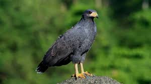 De eerste bekende acteur vorig jaar met corona: Zwarte Buizerd Buteogallus Anthracinus
