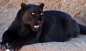 Shukernature The Truth About Black Pumas Separating Fact From Fiction Regarding Melanistic Cougars Panther Pictures Melanistic Animals Panther
