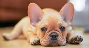 French bulldogs have dozens of dark and moist folds on their heads that collect dirt, dust, and food leftovers. French Bulldog Temperament Find Out More About This Popular Breed
