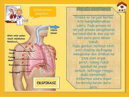 Sebutkan Dan Jelaskan Mekanisme Pernapasan Pada Manusia Sebutkan Itu