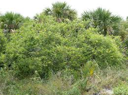 Image result for Otiophora pycnostachys