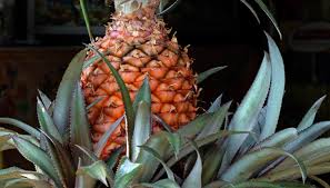 Then, they expose that informatio. Peeling Off Chunks Of A Pineapple Is A Thing Everyone Is Freaking Out