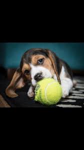Check spelling or type a new query. Wisconsin Beagle Puppies Home Facebook