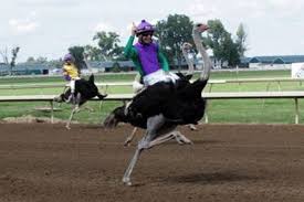 It was my first time on a camel, i just. Football Baseball Basketball And Ostrich Racing
