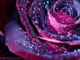 خلفيات 2018 صور خلفيات روعه اجمل خلفيات شاشه صور حلوة Purple Roses Beautiful Roses Magenta Rose