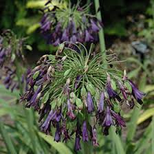 Image result for Agapanthus inapertus