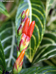 Image result for Sanchezia speciosa