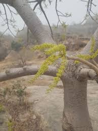 Image result for Lannea schimperi