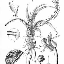 Image result for Ledebouria macowanii
