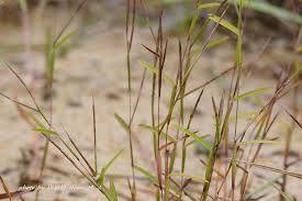 Image result for Schizachyrium brevifolium