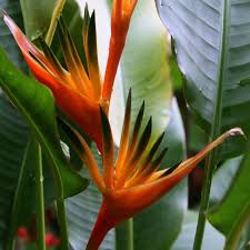 Pin On Heliconia