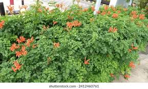Image result for Tecomaria
